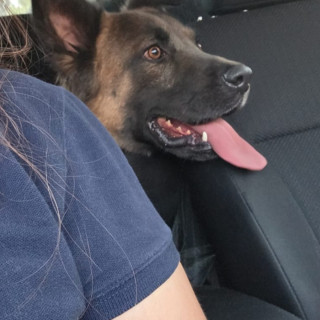 GALLET | Raza Mestizo, cruza de Pastor Belga Malinois con Pastor Alemán | En Adopción