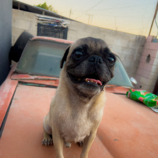 CHOP | Raza Pug o Carlin | Perdido