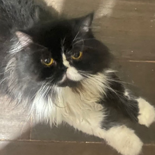 MICHU | Raza Persa | Perdido