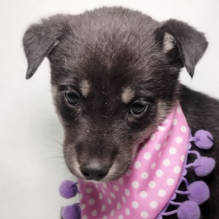 MOLLY | Raza Mestiza, cruza de Husky con Labrador | En Adopción