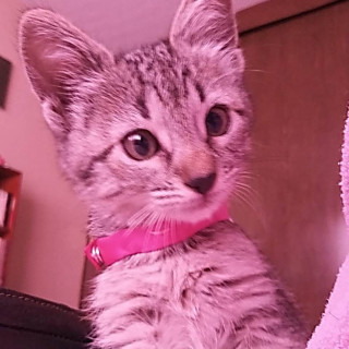 NINA | Raza Doméstico Americano de pelo corto | En Adopción