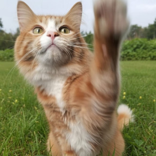 Foto de GARFIELD