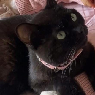 KIWI | Raza Bombay | Perdido