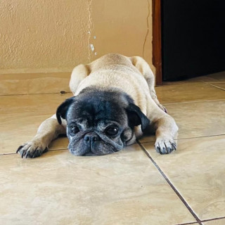 HOMIE | Raza Pug o Carlin | Perdido