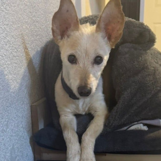 SAM | Raza Cruza de Chihuahua. | Final Feliz