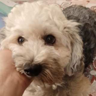 KIRA | Raza Mestiza, cruza de French Poodle con Schnauzer, (Schnoodle) | Final Feliz