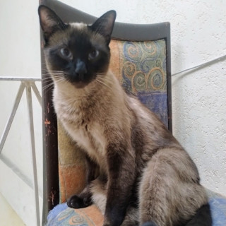 COSMO | Raza Siamés Punto Foca | Perdido