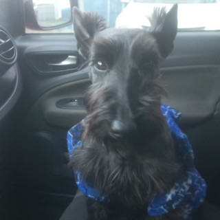 KATY | Raza Schnauzer | Perdida