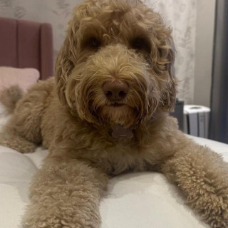 LUNA | Raza Mestiza, Cruza de Labrador con Poodle (Labradoodle) | Final Feliz