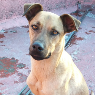 MARX | Raza Mestizo | Perdido