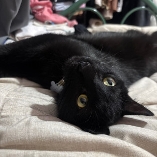 ANUBIS | Raza Bombay | Perdido
