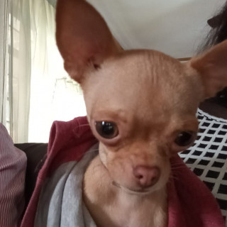 CUKU | Raza Chihuahua | Perdida