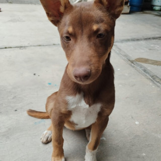 ALMENDRA | Raza Mestiza | Perdida