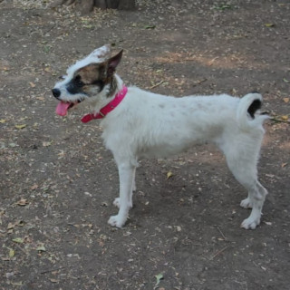 MÍA | Raza Mestiza,  cruza de Schnauzer con Bóxer | Perdida