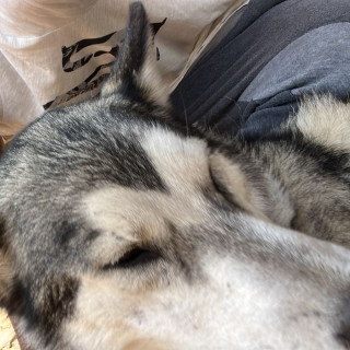 GALA | Raza Husky Siberiano | Perdida