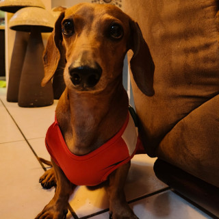 Foto de SHARKY