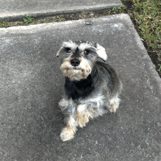 CAMILA | Raza Schnauzer | Final Feliz