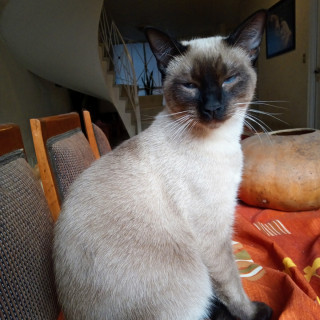 COSMO | Raza Siamés Punto Foca | Perdido