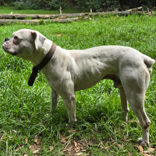 DANTE | Raza Bóxer  | Perdido