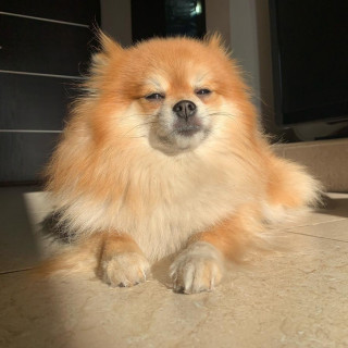 LUCY | Raza Pomerania | Perdida