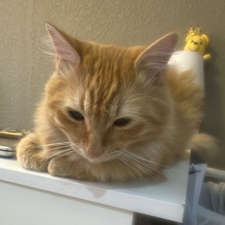 BENITO | Raza Doméstico Américano de Pelo Largo | Perdido