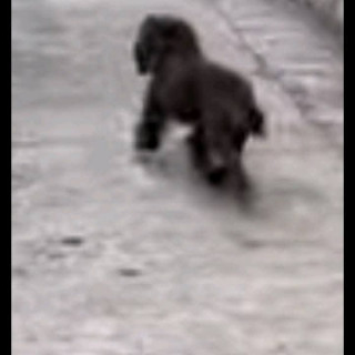 LUPITA | Raza French Poodle o Caniche | Perdida