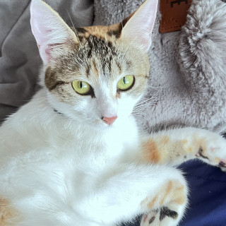 Foto de MOKACHINA