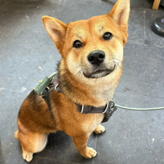 HACHI | Raza Shiba Inú | Final Feliz