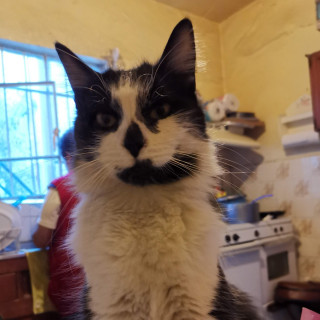 BIGOS | Raza Doméstico Americano de pelo semilargo | Perdido