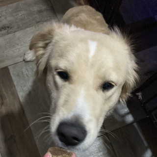 TILÍN | Raza Mestizo, cruza de Labrador con Golden | En Adopción