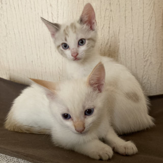 HERMOSOS GATITOS | Raza Aslan punto flama y Aslan punto tabby | En Adopción