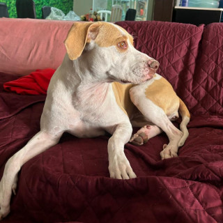 BELLA | Raza American Pitbull Terrier | Perdida