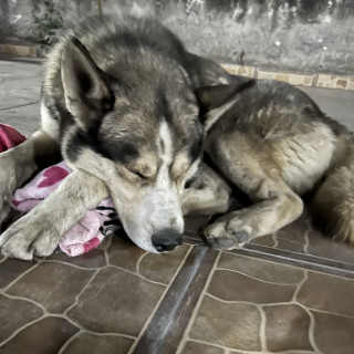  | Raza Husky Siberiano | Encontrado