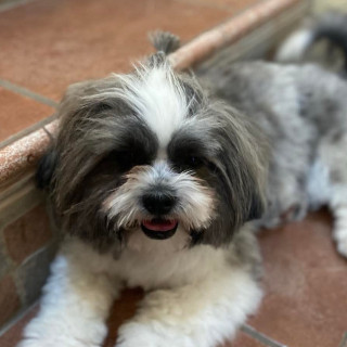 POLANKA | Raza Shih Tzu  | Perdido