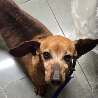  | Raza Dachshund o Salchicha  | Encontrado