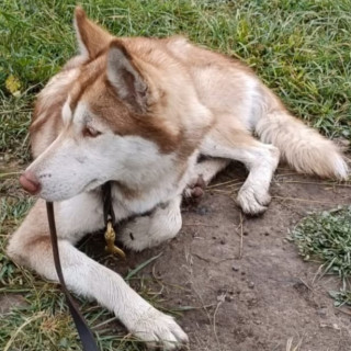  | Raza Husky Siberiano | Encontrada