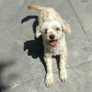 LAIKA | Raza Mestiza, cruza de French Poodle con Maltés,  (Maltipoo) | Perdida