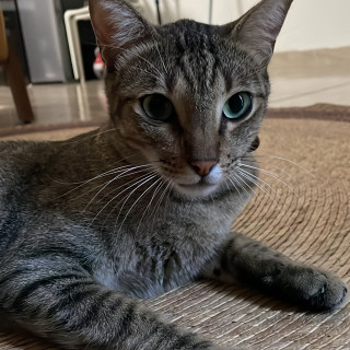 Foto de KINHA