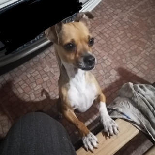 CHIQUITO | Raza Chihuahua | Perdido