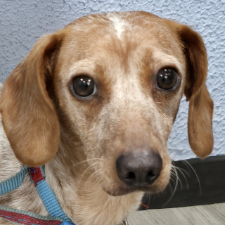  | Raza Dachshund o Salchicha  | Encontrada