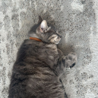 ADOLFA | Raza Doméstico Américano de Pelo Corto | Perdida