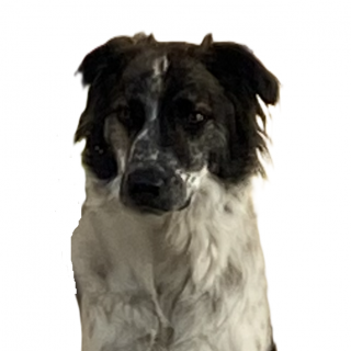 TIBÓN | Raza Mestizo | Perdido