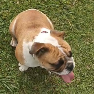 NAMI | Raza Bulldog Inglés  | Perdida