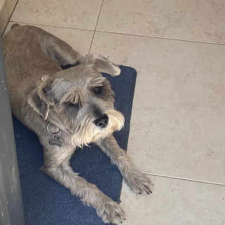 TITA | Raza Schnauzer | Perdida