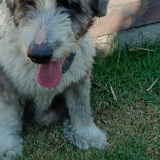  | Raza Viejo Pastor Inglés | Encontrado