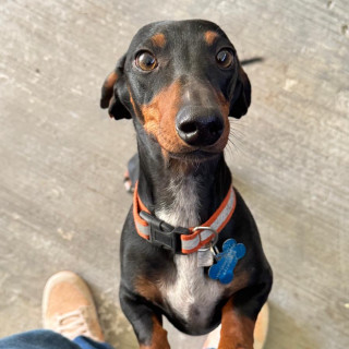 ROCKO | Raza Dachshund o Salchicha  | Final Feliz