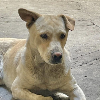 DOGGY | Raza Labrador  | Perdido