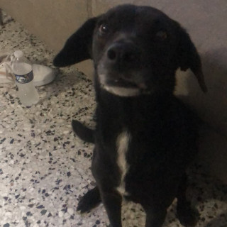 Foto de CHIQUITA