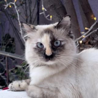 Foto de BELLATRIX O BELLA