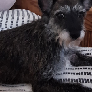  | Raza Mestiza, cruza de Schnauzer | Encontrada